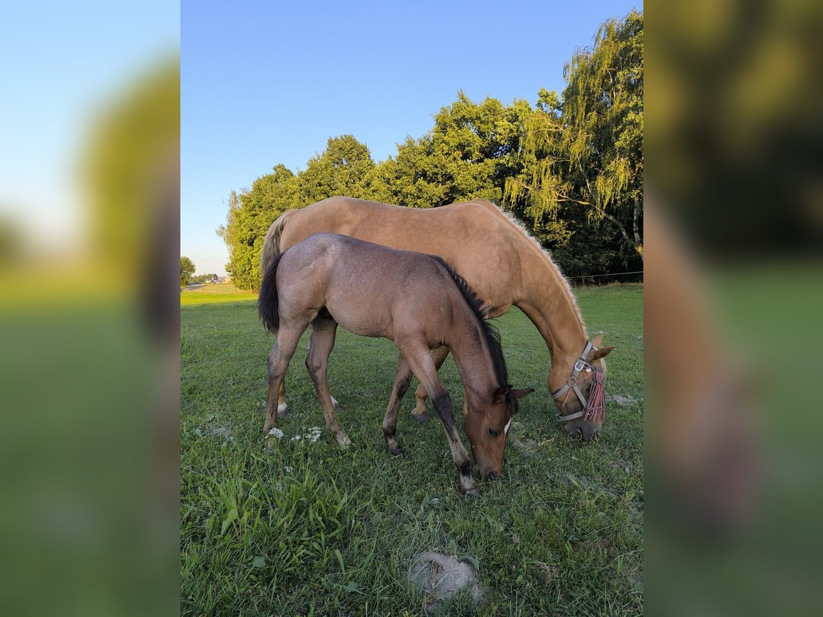 American Quarter Horse Ogier Źrebak (05/2025) Gniadodereszowata in Poci&#x119;karb