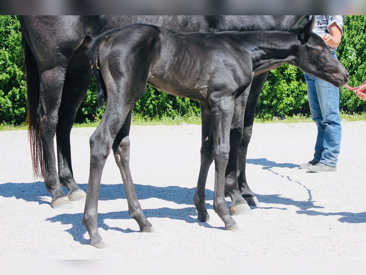 American Quarter Horse Ogier  Karodereszowata in Iggingen