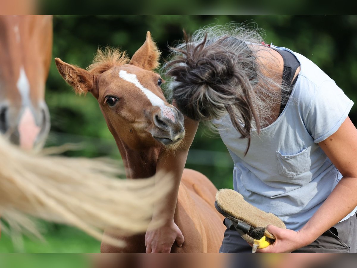 American Quarter Horse Ogier  Kasztanowata in Dietenheim