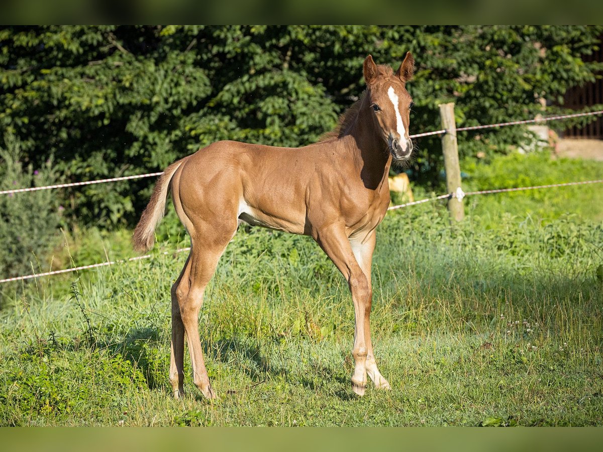 American Quarter Horse Ogier Źrebak (07/2024) Kasztanowata in Dietenheim