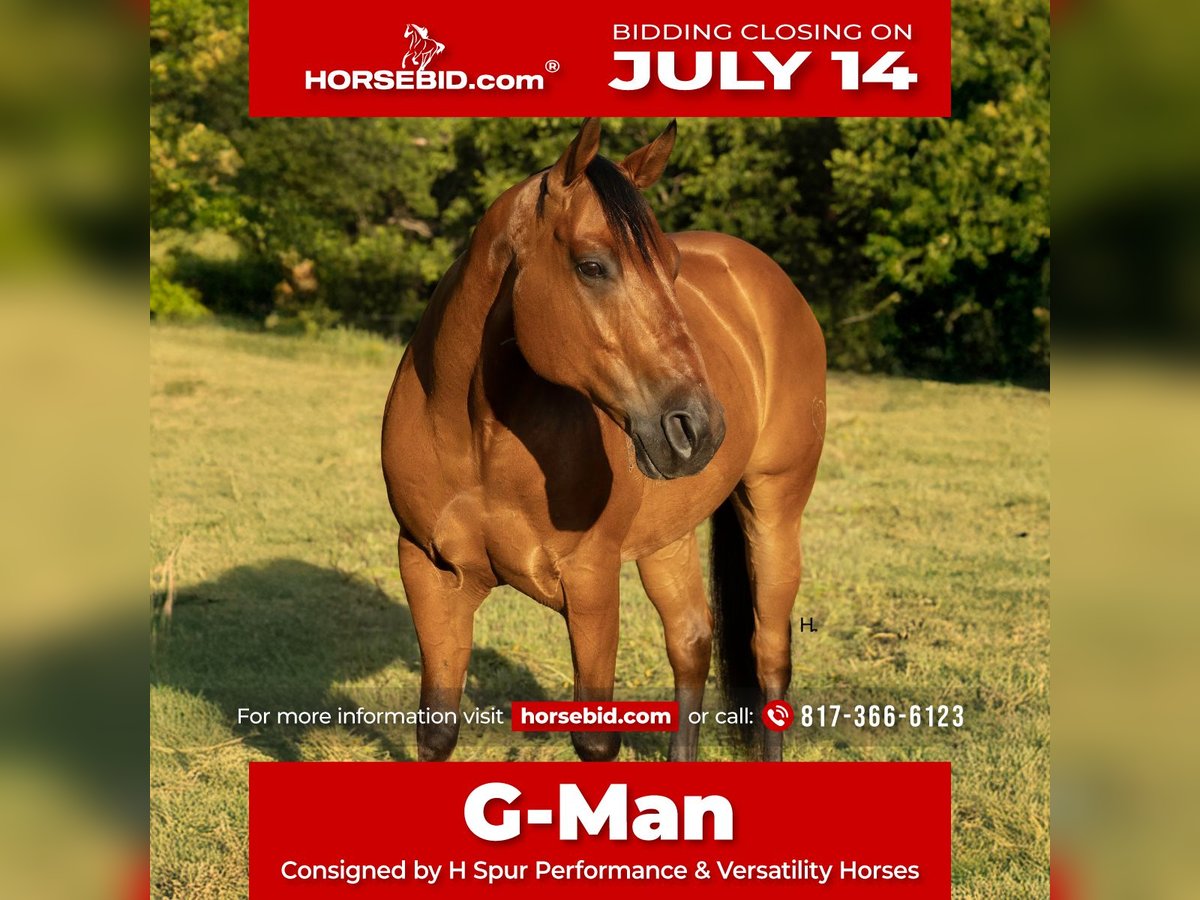 American Quarter Horse Ruin 10 Jaar 147 cm Roodbruin in Weatherford, TX