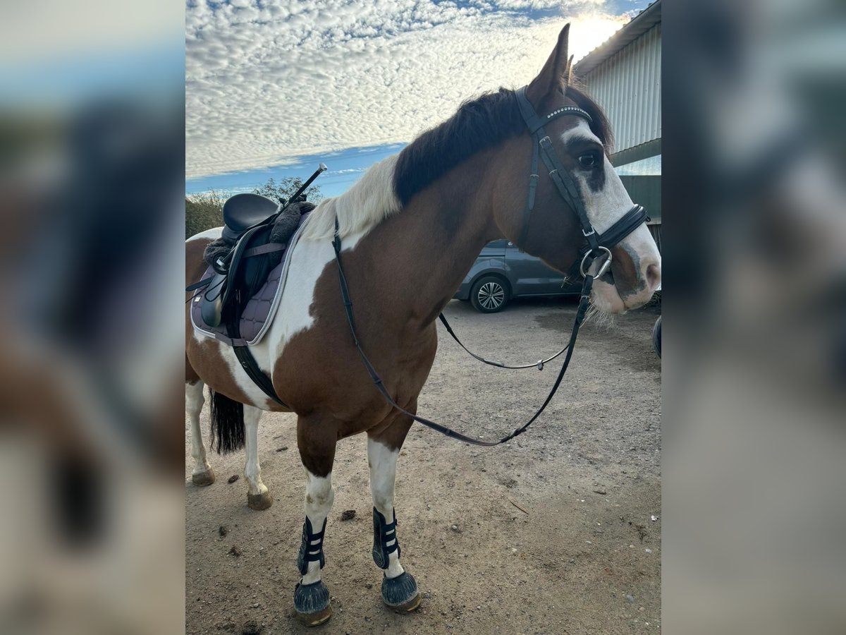 American Quarter Horse Mix Ruin 10 Jaar 152 cm Gevlekt-paard in Buggingen