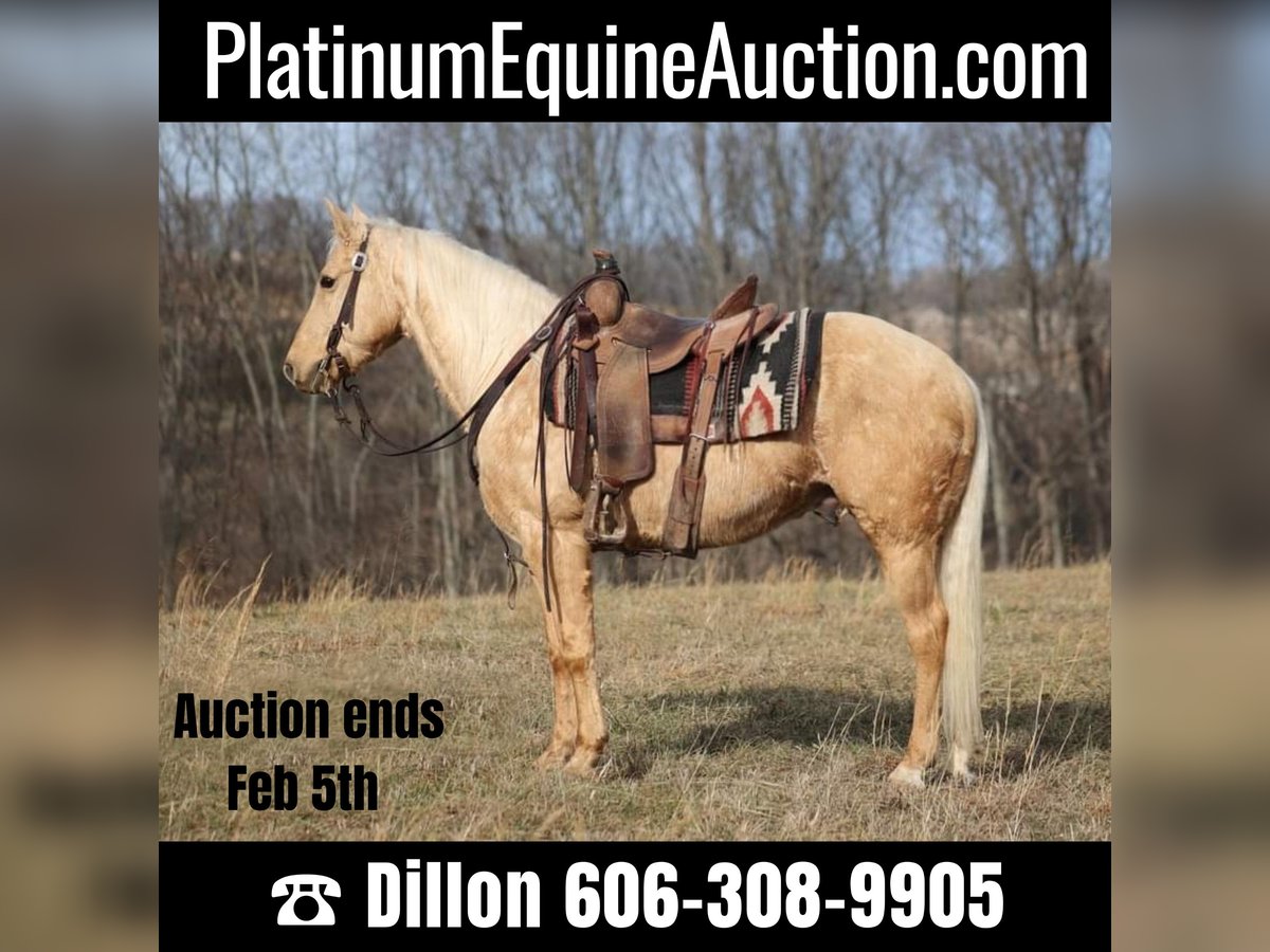 American Quarter Horse Ruin 10 Jaar 152 cm Palomino in Brodhead KY