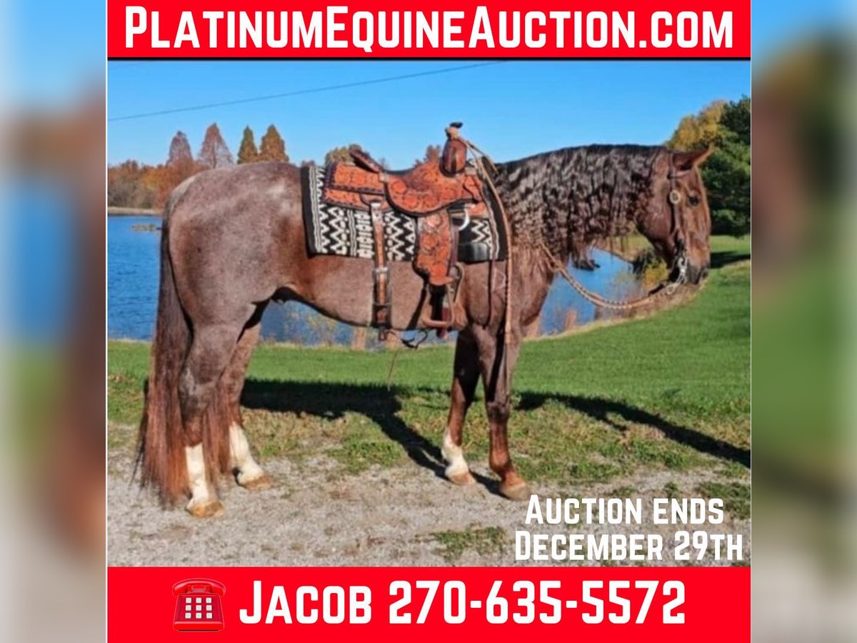 American Quarter Horse Ruin 10 Jaar 152 cm Roan-Red in Robards KY