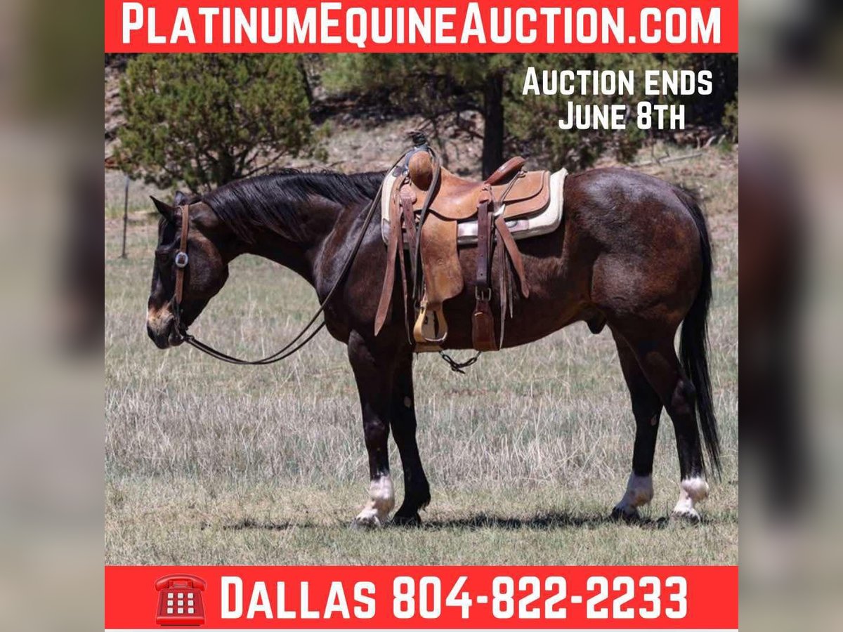 American Quarter Horse Ruin 10 Jaar 152 cm Roodbruin in Camp Verde AZ