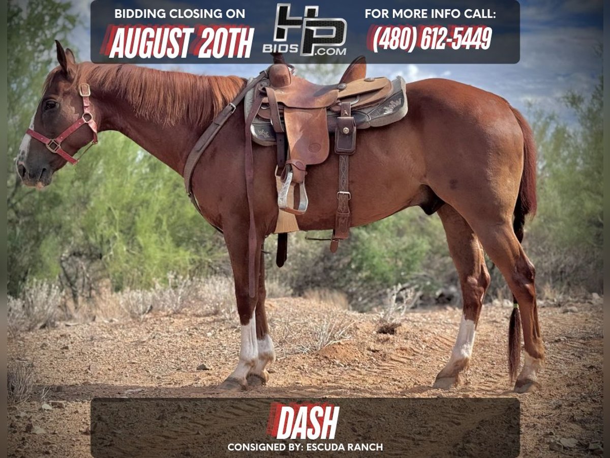 American Quarter Horse Ruin 10 Jaar 152 cm Roodvos in Phoenix, AZ