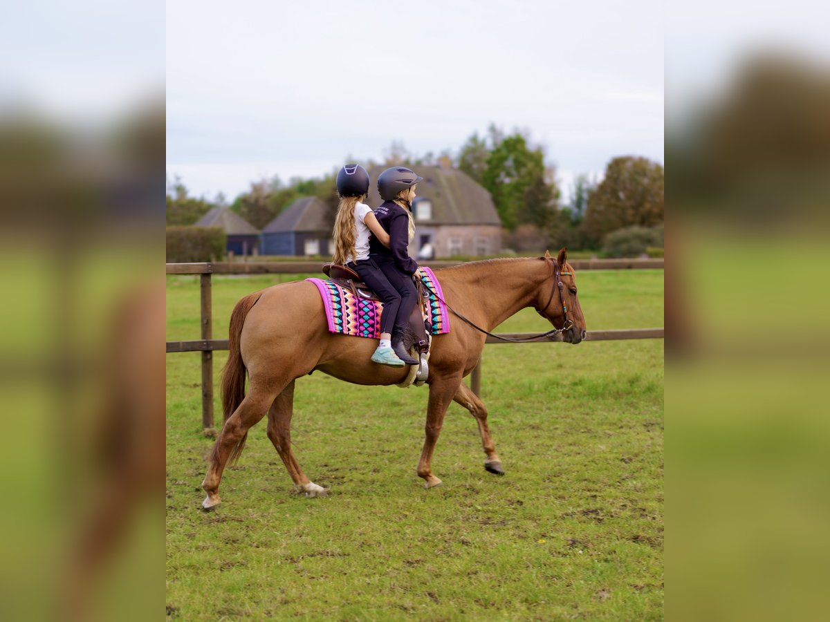 American Quarter Horse Ruin 10 Jaar 153 cm Red Dun in Eersel