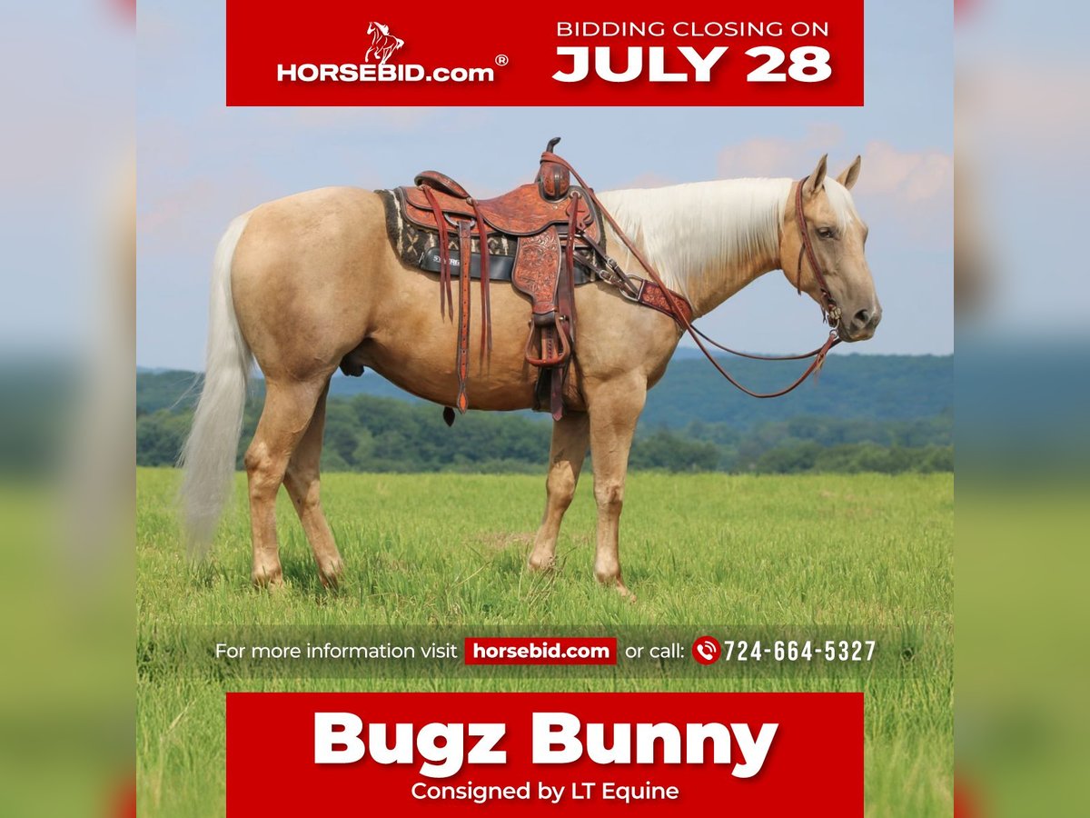 American Quarter Horse Ruin 10 Jaar 155 cm Palomino in Clarion