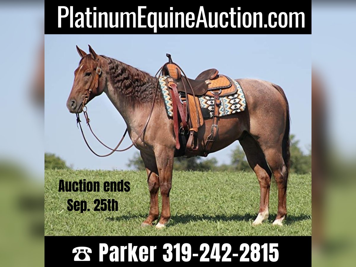 American Quarter Horse Ruin 10 Jaar 155 cm Palomino in clarion PA