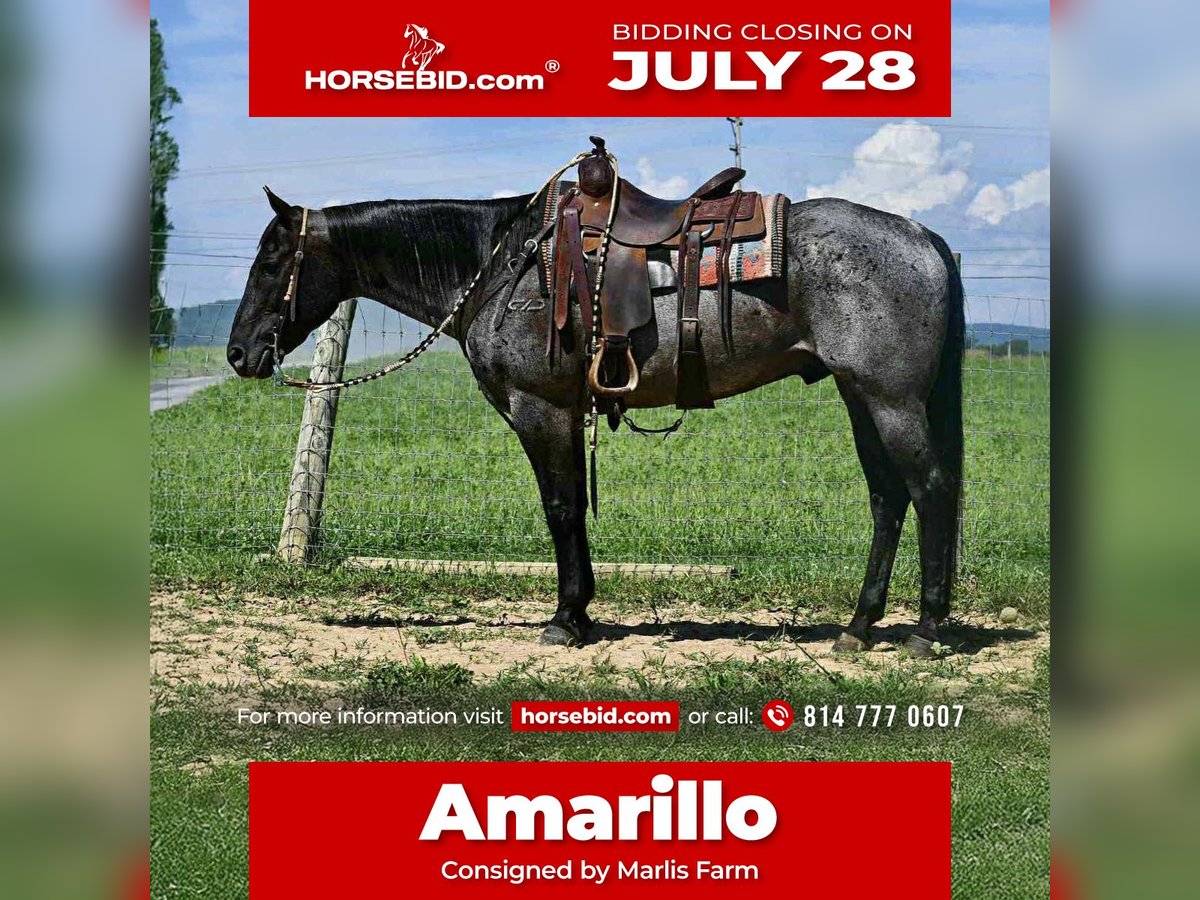 American Quarter Horse Ruin 10 Jaar 155 cm Roan-Blue in Rebersburg