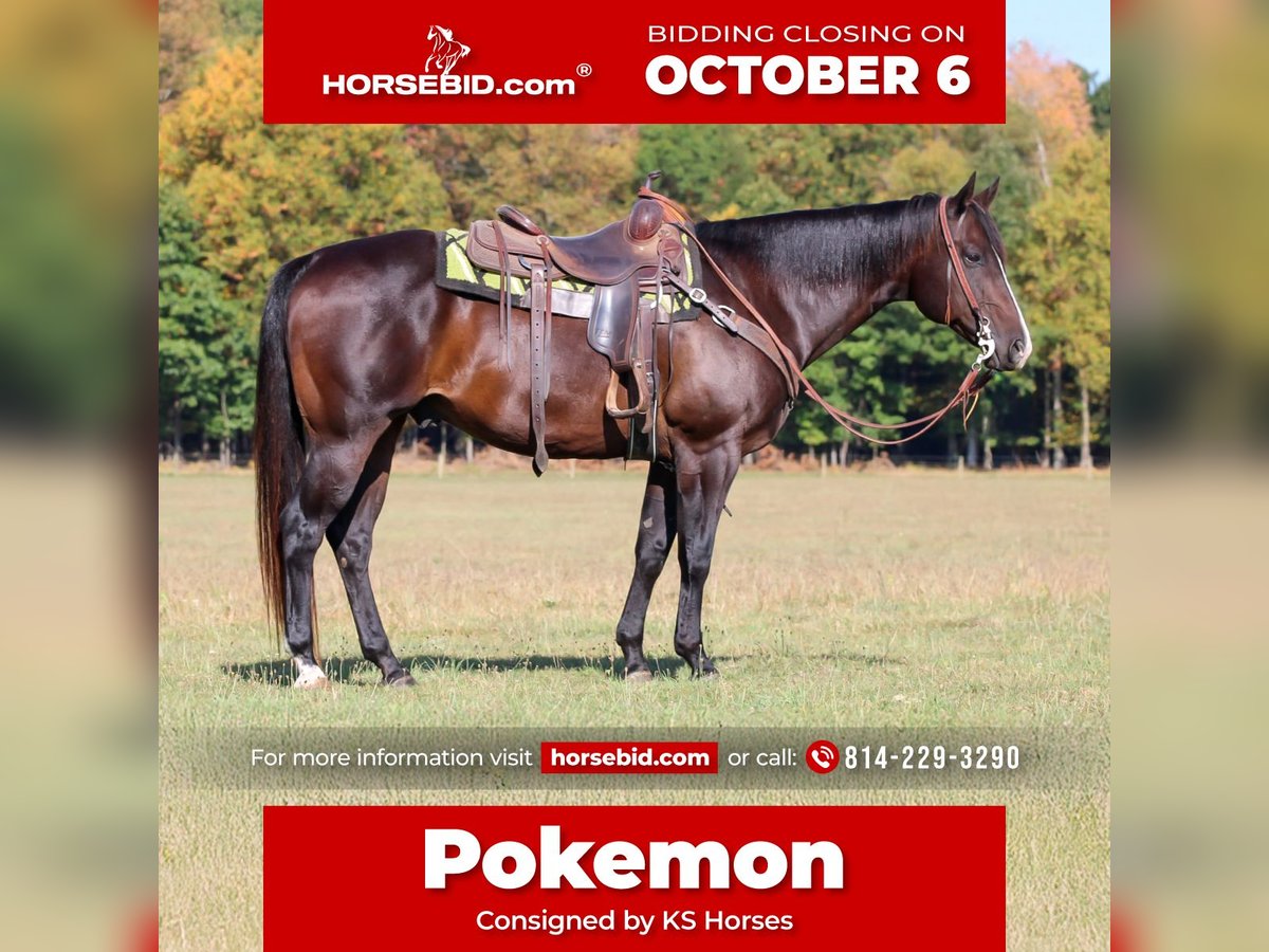 American Quarter Horse Ruin 10 Jaar 155 cm Roodbruin in Clarion, PA