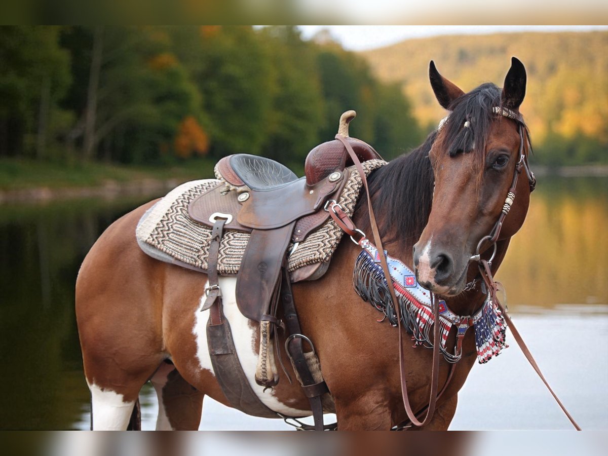 American Quarter Horse Ruin 10 Jaar 157 cm Gevlekt-paard in Fort Collins