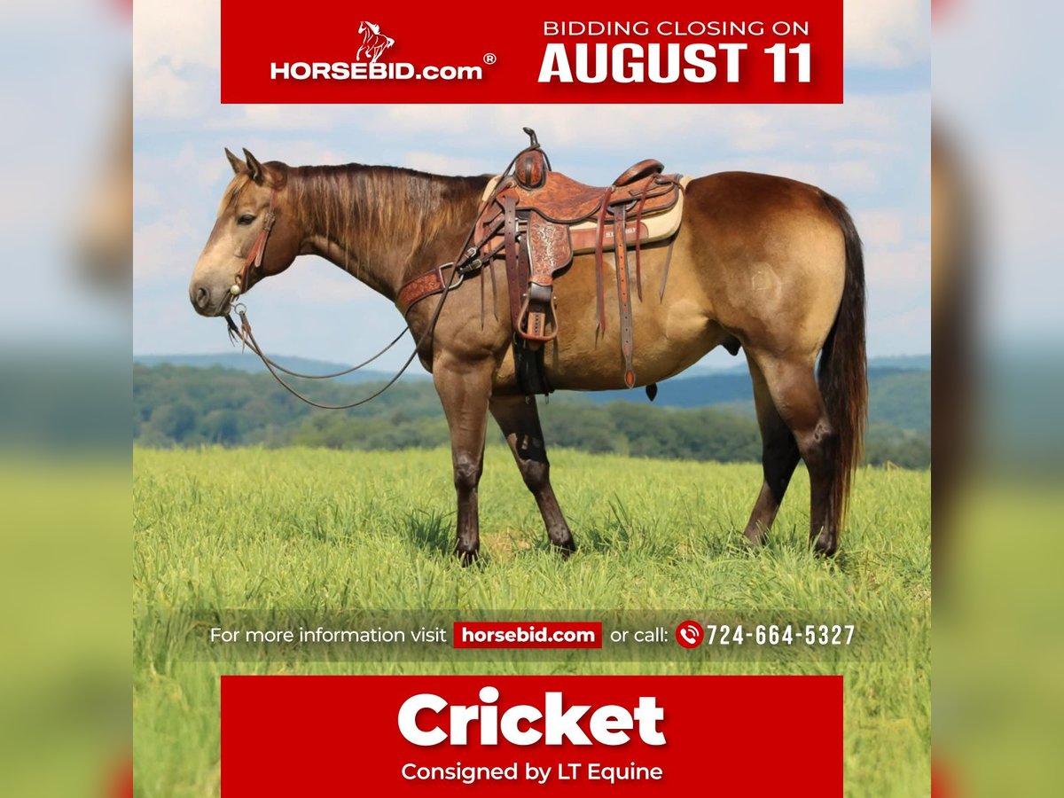 American Quarter Horse Ruin 10 Jaar 160 cm Buckskin in Clarion, PA