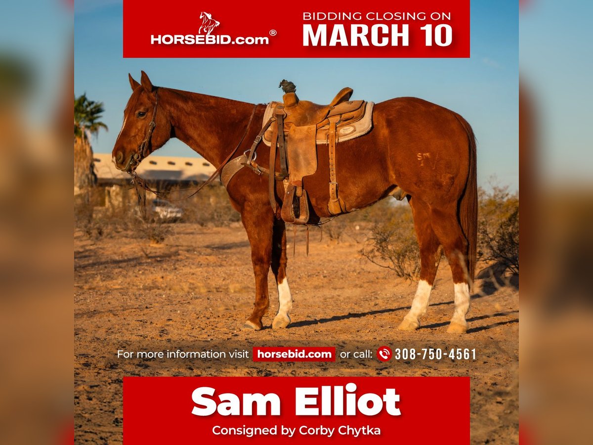 American Quarter Horse Ruin 10 Jaar 160 cm Roodvos in Wittmann, AZ