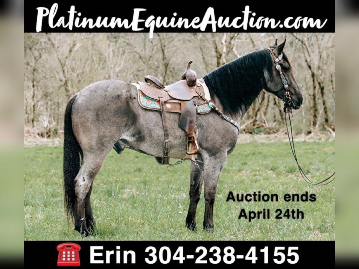 American Quarter Horse Ruin 10 Jaar 163 cm Roan-Blue in Tilton, KY