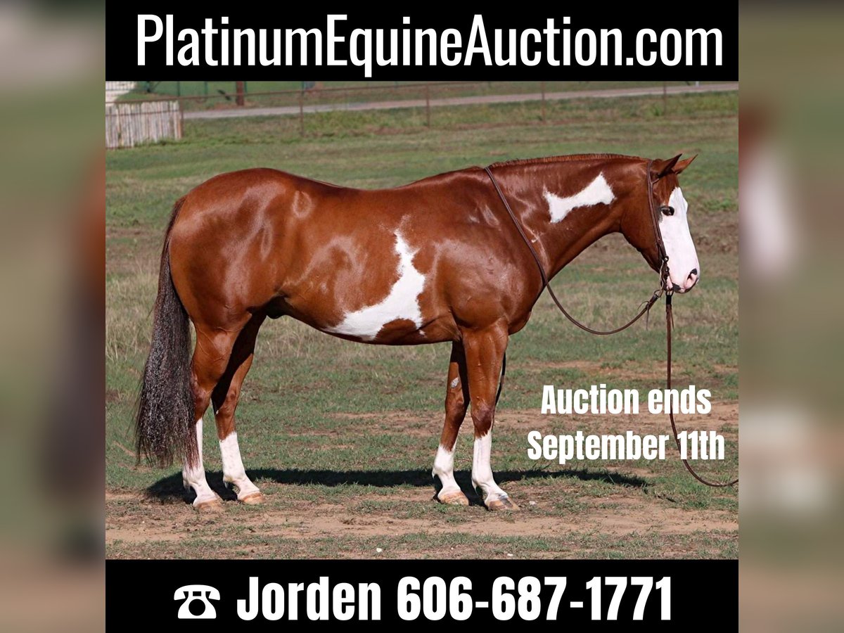 American Quarter Horse Ruin 10 Jaar Overo-alle-kleuren in Cleburne TX