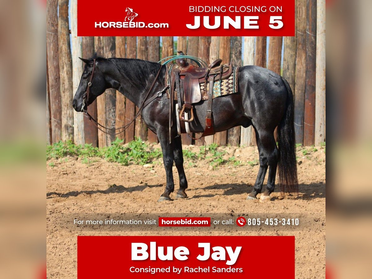 American Quarter Horse Ruin 10 Jaar Roan-Blue in Joshua, TX