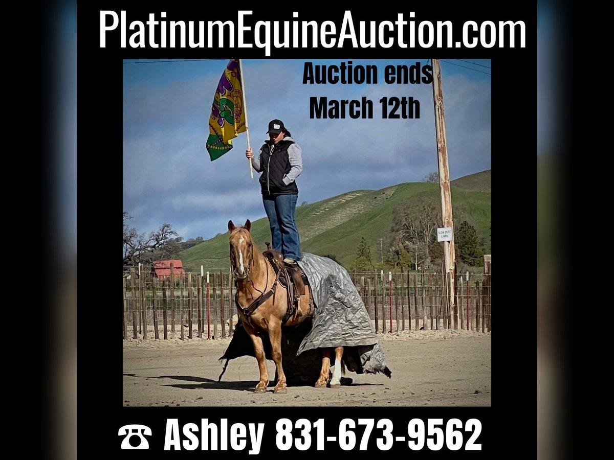 American Quarter Horse Ruin 11 Jaar 142 cm Palomino in Paicines CA
