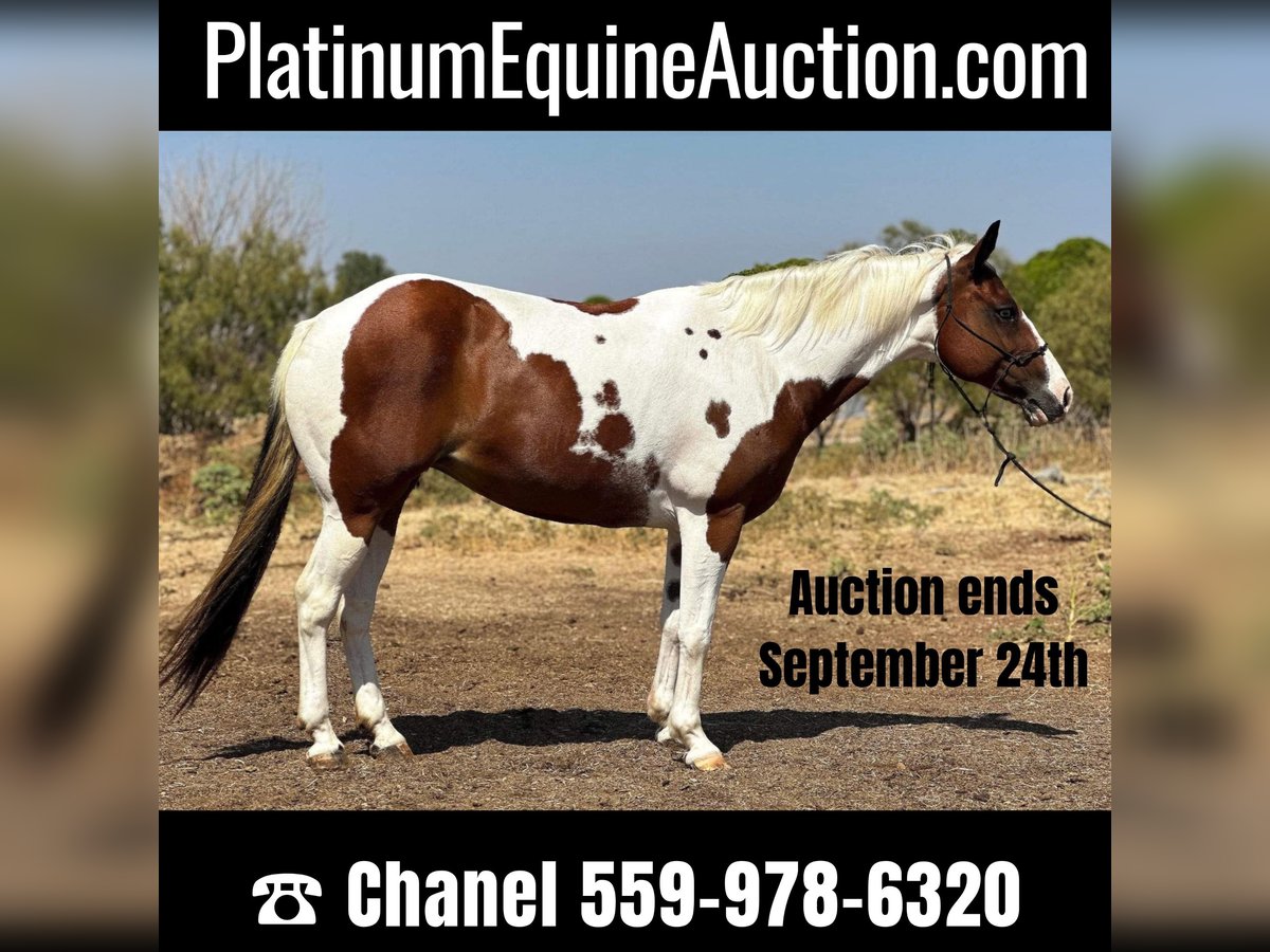 American Quarter Horse Ruin 11 Jaar 145 cm Tobiano-alle-kleuren in Bryers TX