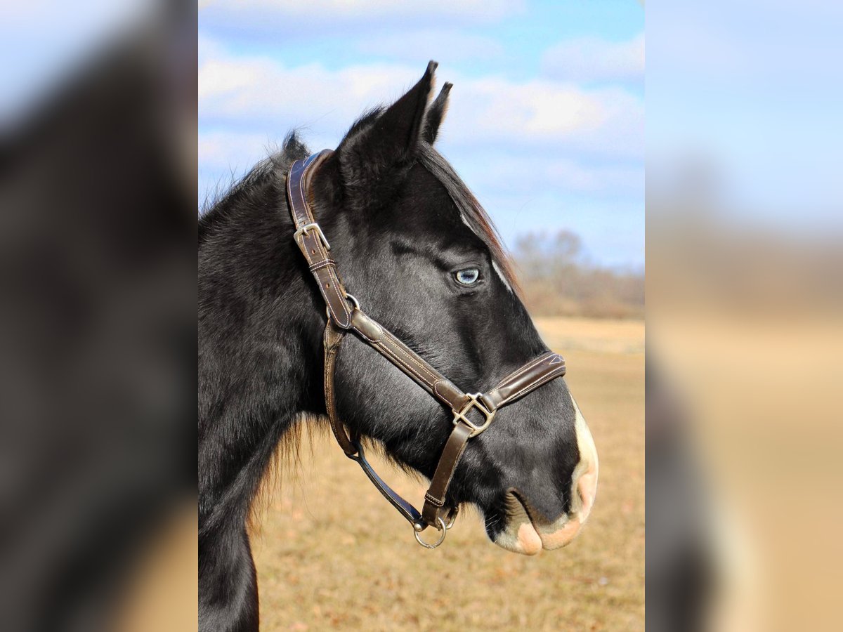 American Quarter Horse Ruin 11 Jaar 147 cm Zwart in Highland Mi