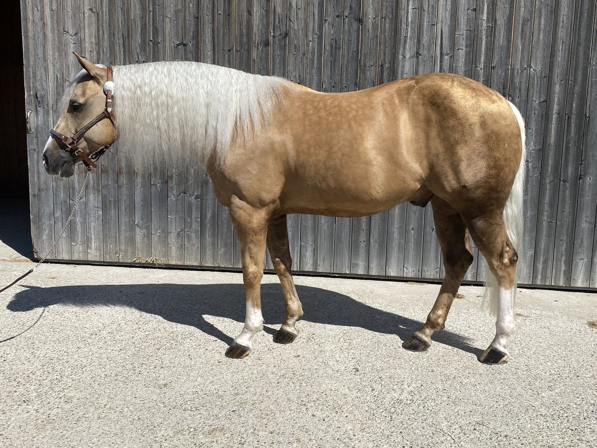 American Quarter Horse Ruin 11 Jaar 149 cm Palomino in Kirchdorf