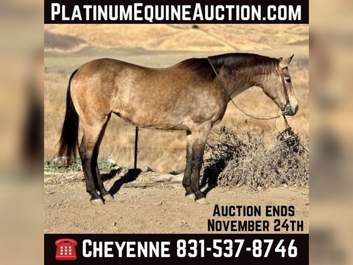 American Quarter Horse Ruin 11 Jaar 150 cm Buckskin in Bitterwater CA