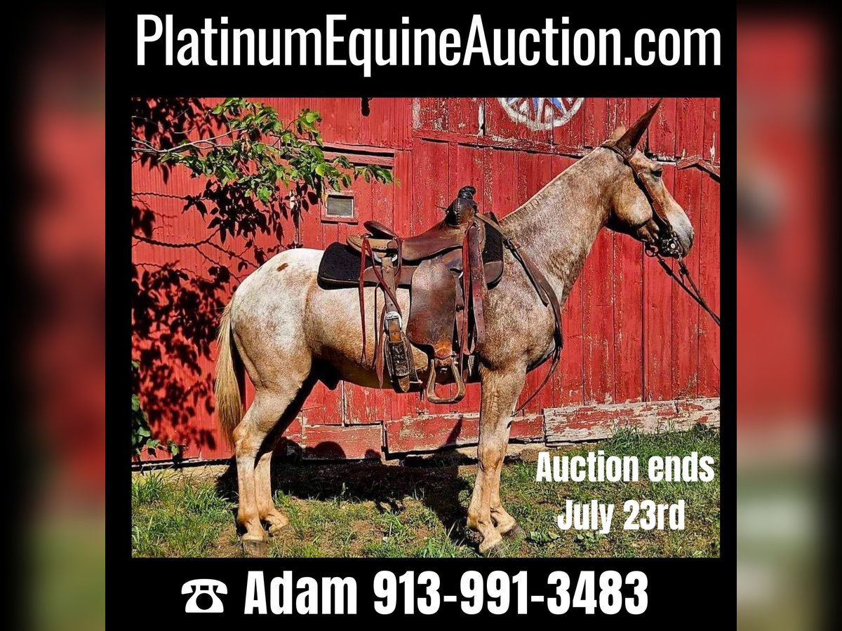 American Quarter Horse Ruin 11 Jaar 150 cm Roan-Red in LaCygne, KS