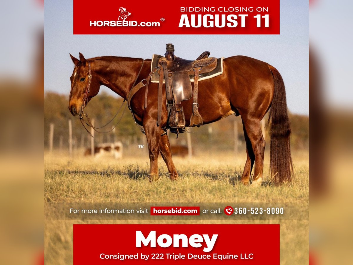 American Quarter Horse Ruin 11 Jaar 150 cm Roodvos in Cisco, TX