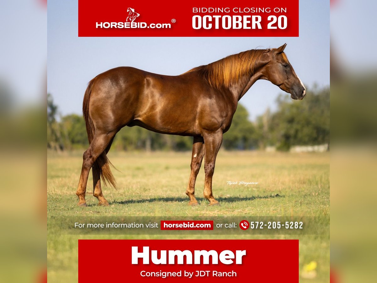 American Quarter Horse Ruin 11 Jaar 152 cm Donkere-vos in Crescent
