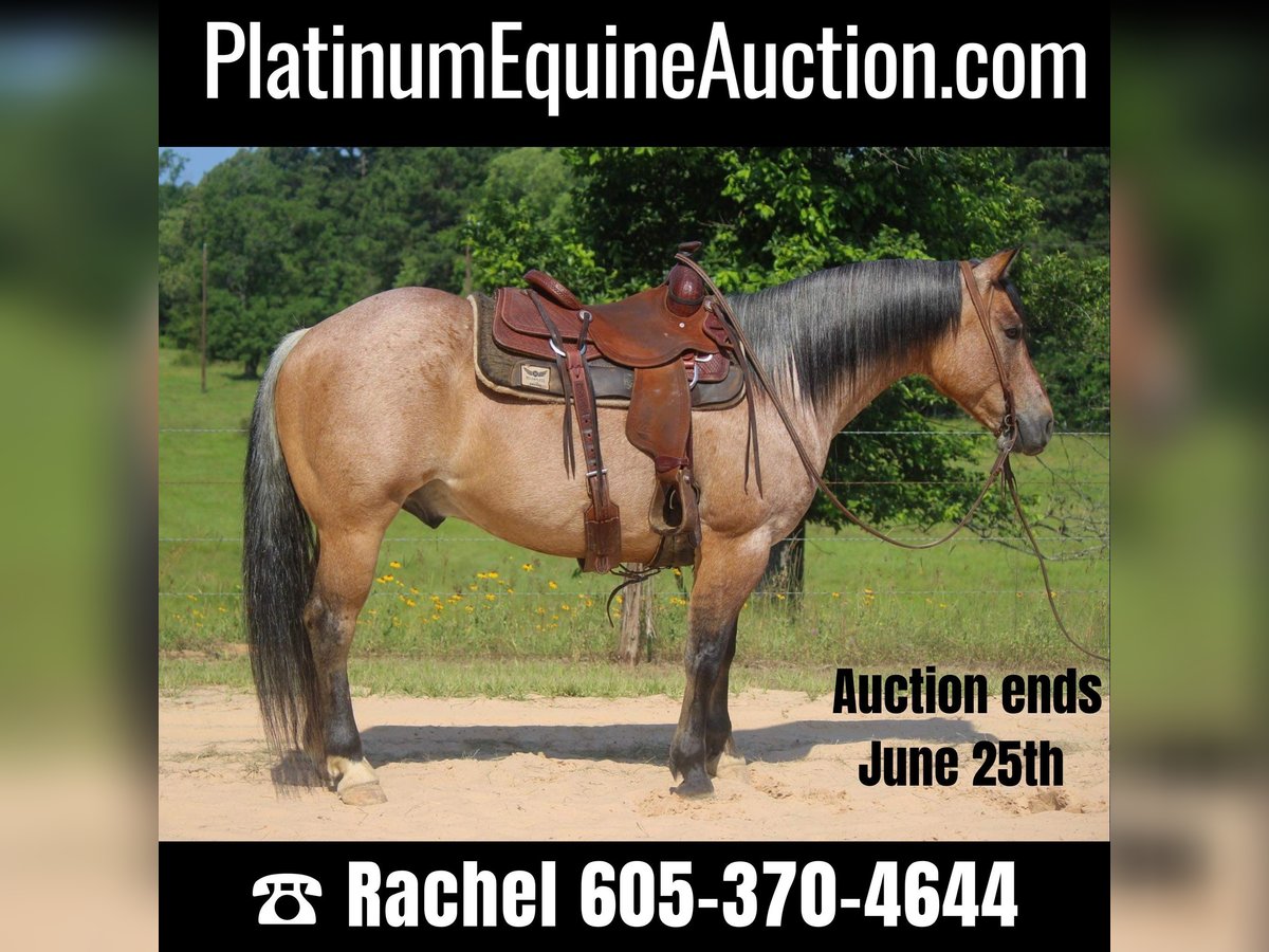 American Quarter Horse Ruin 11 Jaar 152 cm Falbe in Rusk TX