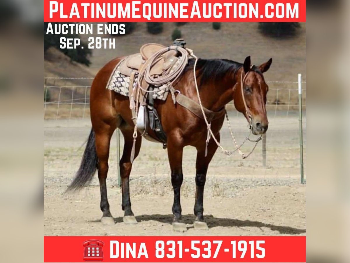 American Quarter Horse Ruin 11 Jaar 152 cm Roodbruin in Paicines CA