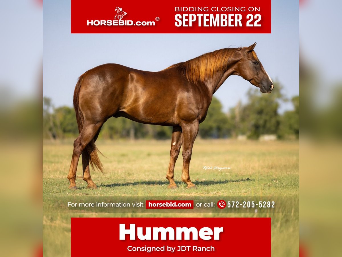 American Quarter Horse Ruin 11 Jaar 152 cm Roodvos in Crescent