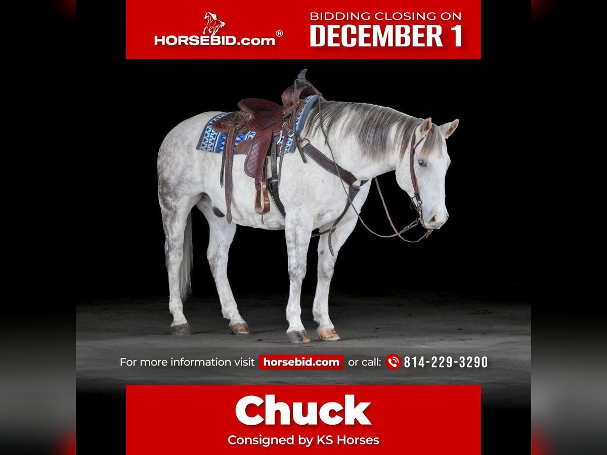 American Quarter Horse Ruin 11 Jaar 152 cm Schimmel in Clarion