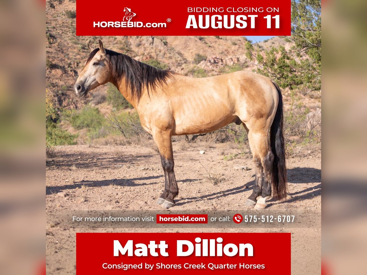 American Quarter Horse Ruin 11 Jaar 155 cm Buckskin in Cliff, NM