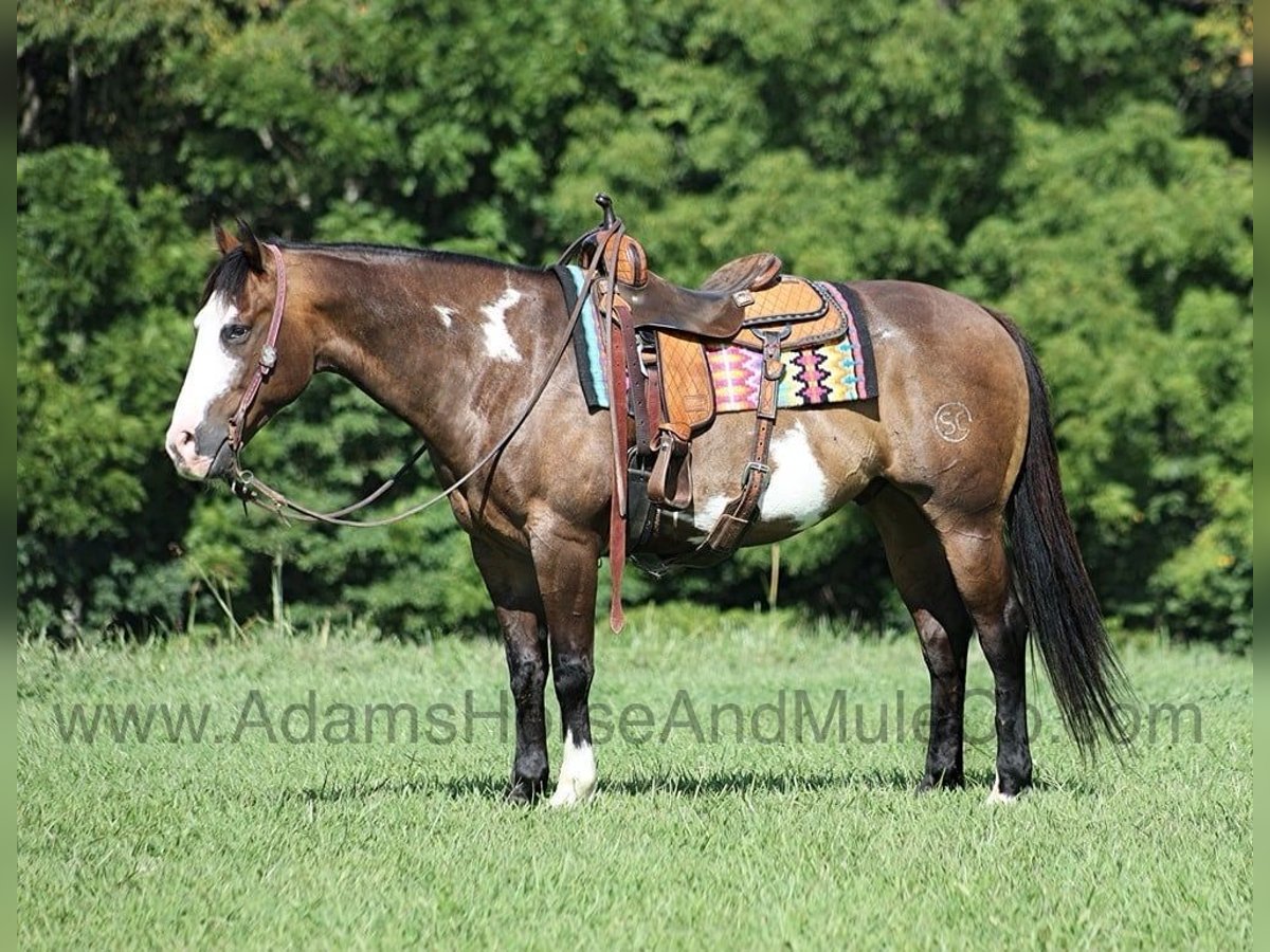 American Quarter Horse Ruin 11 Jaar 155 cm Buckskin in Mount Vernon