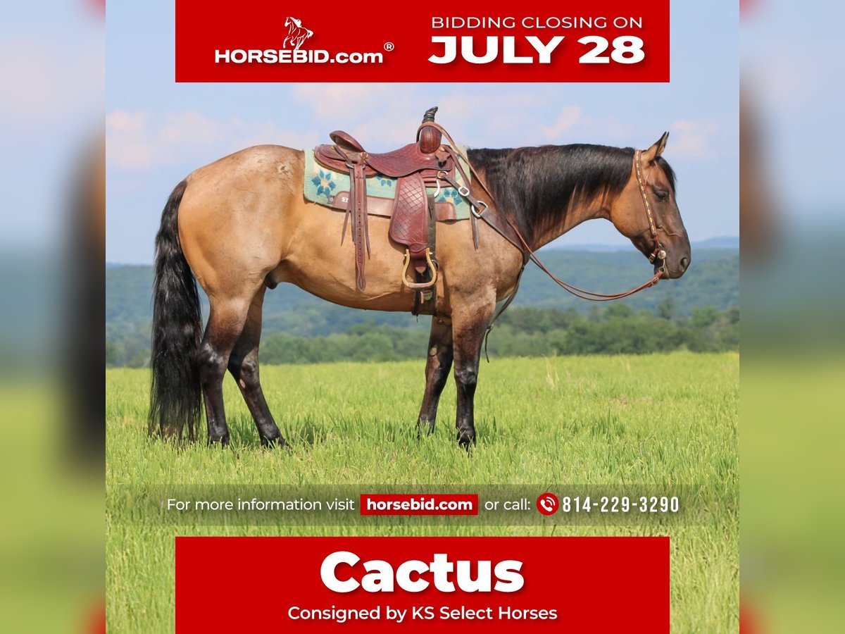 American Quarter Horse Ruin 11 Jaar 155 cm Grullo in Clarion