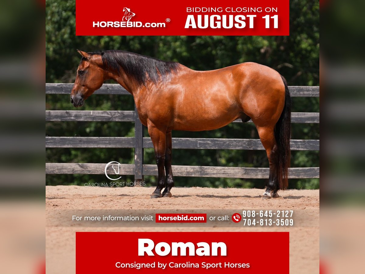 American Quarter Horse Ruin 11 Jaar 155 cm Roodbruin in Clover, SC