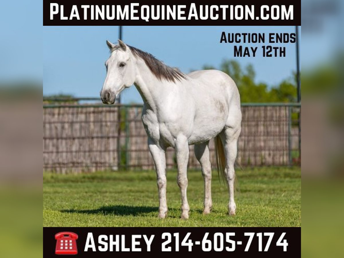 American Quarter Horse Ruin 11 Jaar 155 cm in Weatherford TX