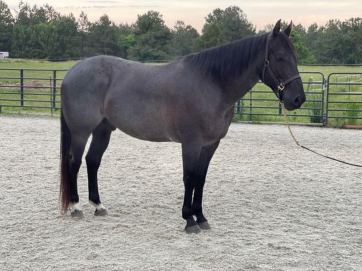 American Quarter Horse Ruin 11 Jaar 157 cm Roan-Blue in Sandston VA