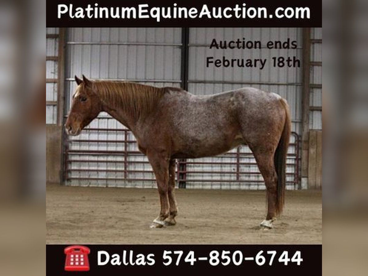 American Quarter Horse Ruin 11 Jaar 157 cm Roan-Red in North Judson, IN