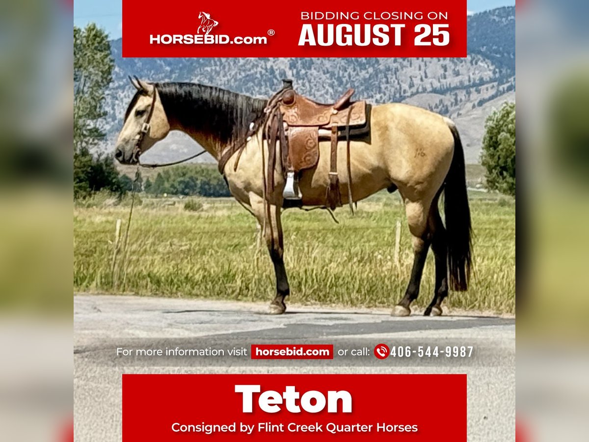 American Quarter Horse Ruin 11 Jaar 160 cm Buckskin in Drummond