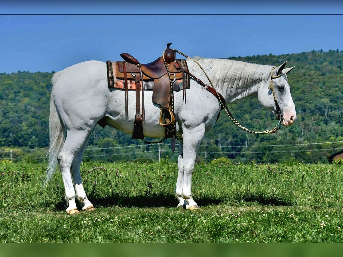 American Quarter Horse Ruin 11 Jaar 160 cm Schimmel in Saint Joe