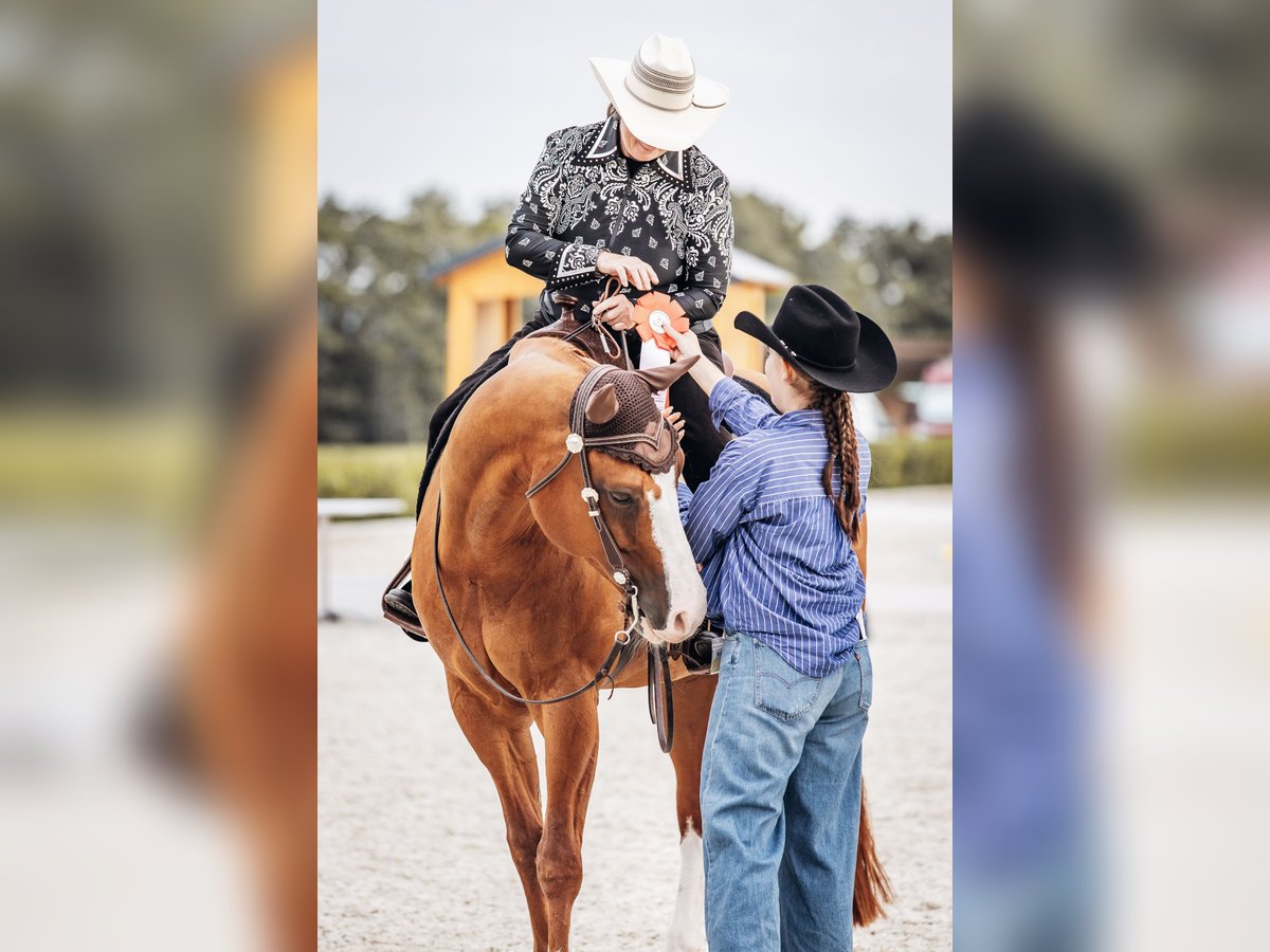 American Quarter Horse Ruin 11 Jaar 160 cm Vos in Hagen American Quarter Horse Ruin 11 Jaar 160 cm Vos in Hagen
