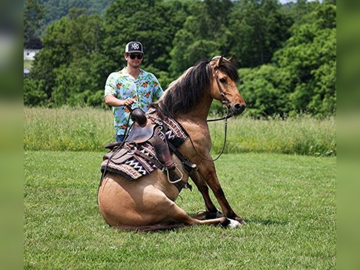 American Quarter Horse Ruin 11 Jaar Buckskin in Mount Vernon, KY