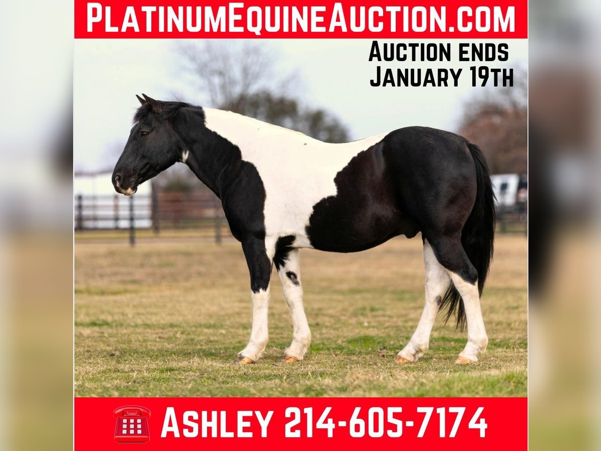 American Quarter Horse Ruin 12 Jaar 147 cm Tobiano-alle-kleuren in Weatherford TX