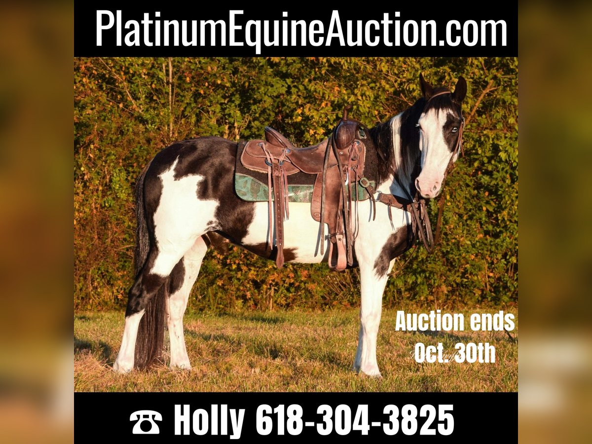American Quarter Horse Ruin 12 Jaar 150 cm Overo-alle-kleuren in Greenville KY