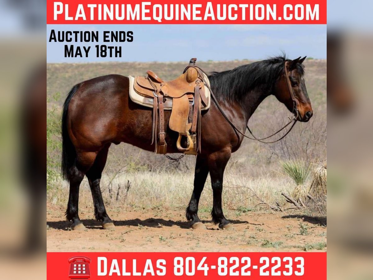 American Quarter Horse Ruin 12 Jaar 150 cm Roodbruin in Camp Verde AZ