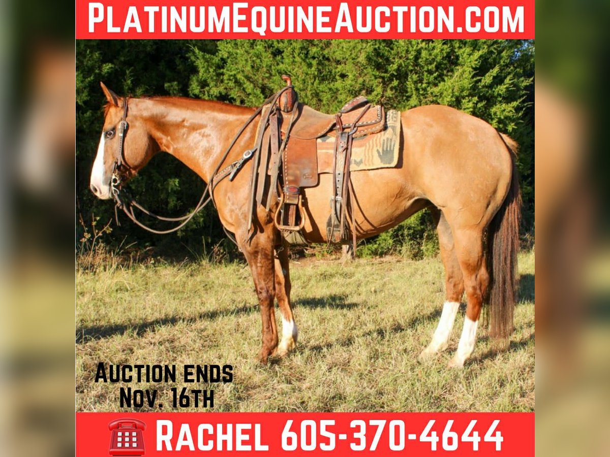 American Quarter Horse Ruin 12 Jaar 152 cm Falbe in Rusk TX