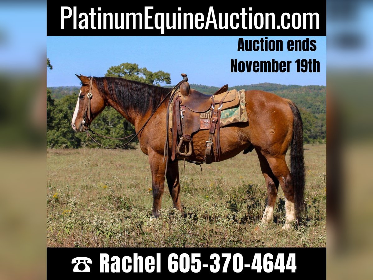 American Quarter Horse Ruin 12 Jaar 152 cm Falbe in Rusk TX