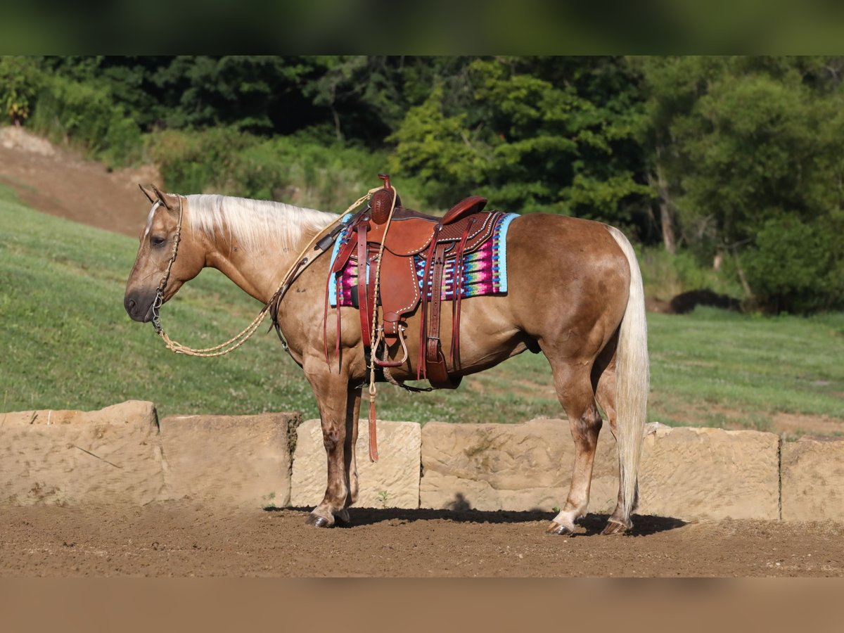 American Quarter Horse Ruin 12 Jaar 152 cm Palomino in Millersburg